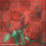 red roses