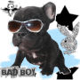 Bulldog Français