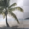 palm tree