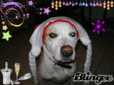 bingo13