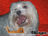 gunther
