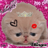 kitty cat