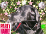 My very very cute dog B axter My very very cute dog B axter