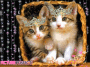 Princess Kitties