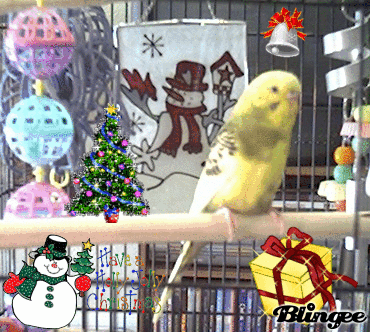 Bee Bee's first Christmas 001