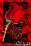 red heart roses