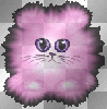 fluffy pink kitten