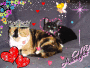Tinkerbell and Midnight