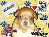 love my puppy