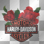 harley rosses