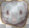 furet