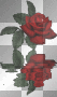 red rose in water