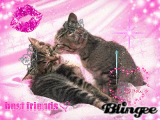 baby kittens