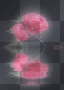 Pink Roses & Reflections