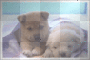 Cuccioli
