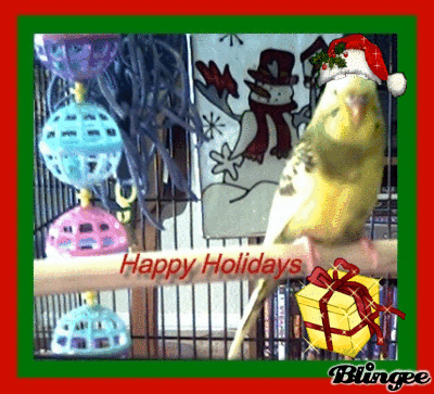 Bee Bee's first Christmas 013