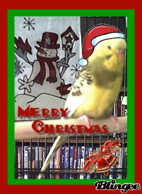 Bee Bee's first Christmas 014