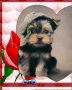 chien