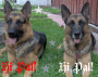 Rocko Zasha Hi pal