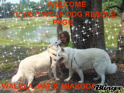 WOLFDOG RESCUE