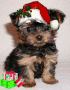 Christmas Yorkie Puppy