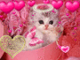 kitten in the wonderland