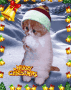 cat1