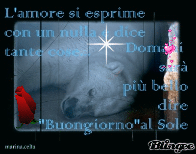 orso bianco
