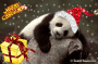 Cuddly Christmas Greetings! Cuddly Christmas Greetings!