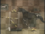 cheval au saut