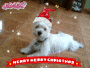 how cute!!