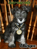 Bruno the Gangsta