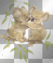 verliebte Koalas verliebte Koalas