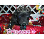 mi princess