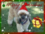 Merry Christmas Baxter