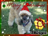 Merry Christmas Baxter