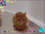 kitty