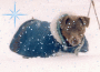 snow blue snow blue