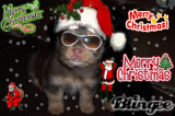 dogie