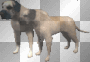 dogs