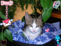 my cat