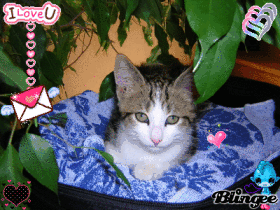 my cat