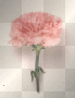 pink carnation
