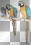 Bird Lover