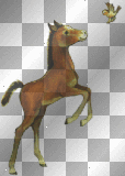 Little Foal
