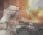 CaTfAcE
