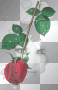 One Rose