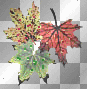 leaves