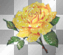 yellowrose