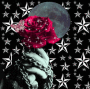 rose under moon light rose under moon light
